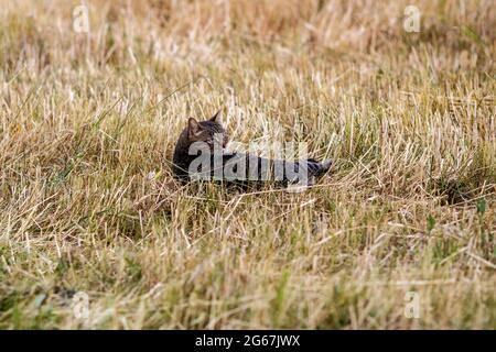 Un gatto in un campo Foto Stock