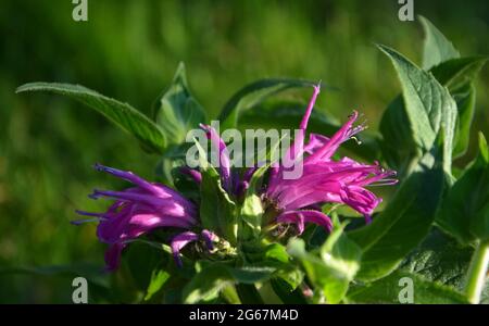 Paesaggio britannico puramente bello, Bee Balm Cambridge UK Foto Stock