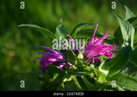 Bee Balm Cambridge UK Foto Stock