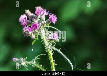 primo piano di una pianta di thistle in fiore Foto Stock