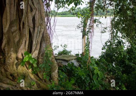 Immagine di un albero di Banyan. Foto di alberi selvatici sulle rive del fiume. Foto Stock