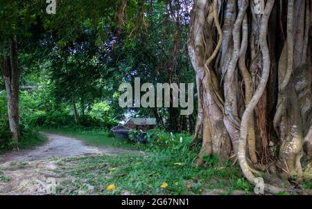 Immagine di un albero di Banyan. Foto di alberi selvatici sulle rive del fiume. Foto Stock