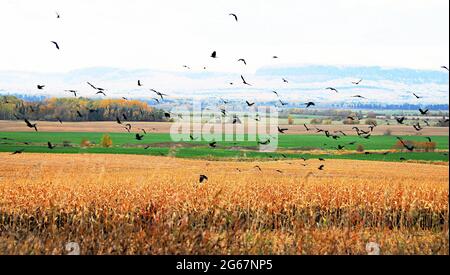 Uccelli neri che volano su un campo di fieno maturato con una striscia di verde e un cielo pigro e le montagne in un giorno di caduta. Foto Stock