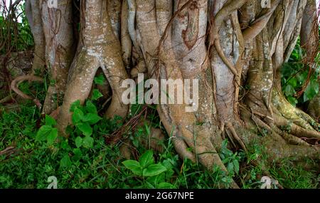 Immagine di un albero di Banyan. Foto di alberi selvatici sulle rive del fiume. Foto Stock