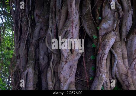 Immagine delle radici di un albero di bot di grandi dimensioni. Foto di alberi selvatici. Immagine delle radici di un grande albero di Banyan lungo il fiume. Foto Stock