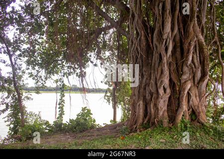 Immagine di un albero di Banyan. Foto di alberi selvatici sulle rive del fiume. Foto Stock
