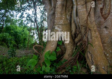 Immagine di un albero di Banyan. Foto di alberi selvatici sulle rive del fiume. Foto Stock