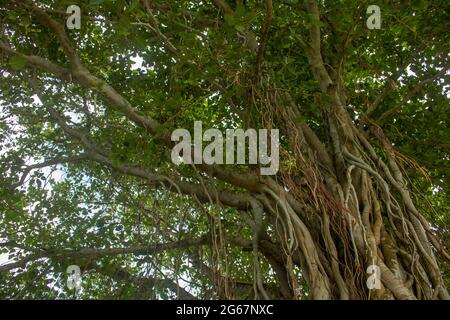 Immagine di un albero di Banyan. Foto di alberi selvatici sulle rive del fiume. Foto Stock