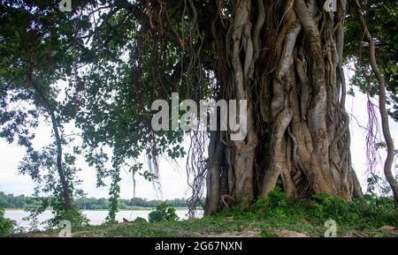 Immagine di un albero di Banyan. Foto di alberi selvatici sulle rive del fiume. Foto Stock