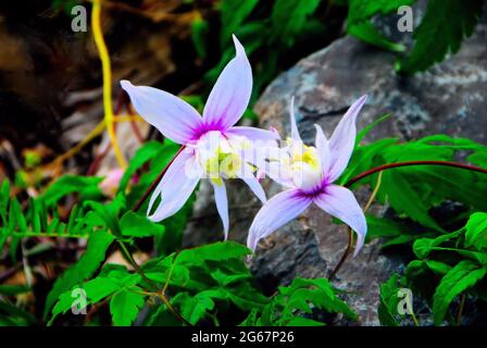 Due fiori bianchi di Clematis con un po' di magenta su di loro che crescono su una vite attraverso una roccia in un giardino locale. Foto Stock