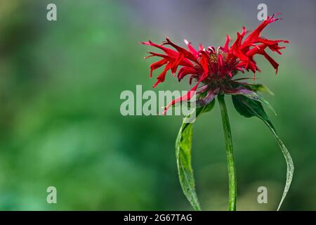 Un fiore selvatico scarlatto Bee Balm (Monarda didyma L.) viene girato con una profondità di campo poco profonda, creando uno sfondo dolce e sognante. Foto Stock