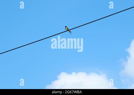 una singola deglutisca si trova su una linea telefonica e il cielo è blu Foto Stock
