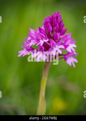Orchidea piramidale aka Anacamptis in crescita nel Devon, Regno Unito. Foto Stock