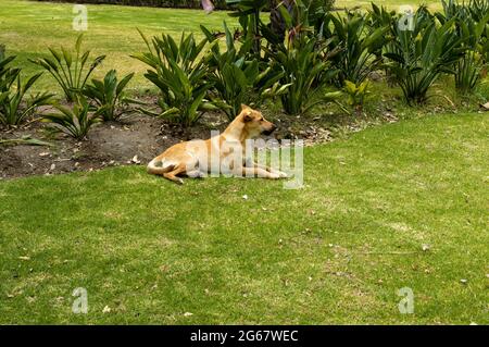 il cane è leggero sull'erba Foto Stock