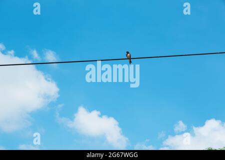 una singola deglutisca si trova su una linea telefonica e il cielo è blu Foto Stock