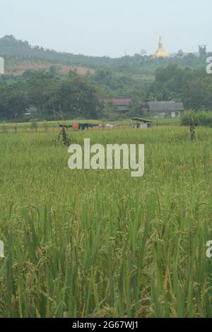 Risaie con case contadine e una pagoda buddista dorata su una collina dietro, Luang Namtha, Laos settentrionale Foto Stock