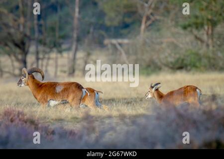 Mouflon (Ovis gmelini) che fora in una foresta Foto Stock