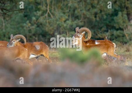 Mouflon (Ovis gmelini) che fora in una foresta Foto Stock