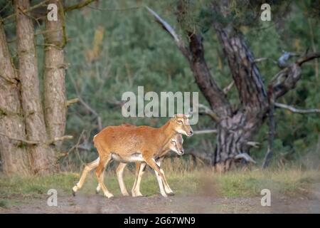 Mouflon (Ovis gmelini) che fora in una foresta Foto Stock