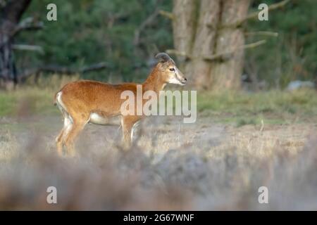 Mouflon (Ovis gmelini) che fora in una foresta Foto Stock