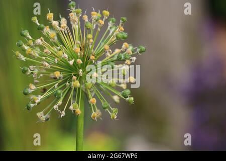 Allium seedhead Foto Stock