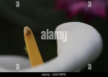 Riassunto di un Arum Lilly Foto Stock