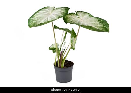 Pianta esotica 'Caladium Aaron' con foglie grandi bianche e verdi in vaso di fiori isolato su sfondo bianco Foto Stock