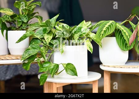 Varie piante di casa come 'Marble Queen' pothos o la pianta di preghiera in vasi di fiori sui tavoli laterali Foto Stock