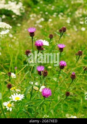 Bel mazzo di latti Thistle in piena fioritura, con un lussureggiante sfondo di erba verde naturale Foto Stock