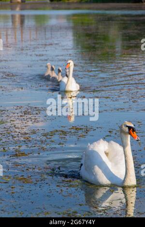 Cigni con i loro giovani sul fiume Studva - immagine Foto Stock