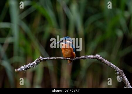 Kingfisher (Alcedo atthis), preso alla Riserva Naturale di Forest Farm, Cardif Foto Stock