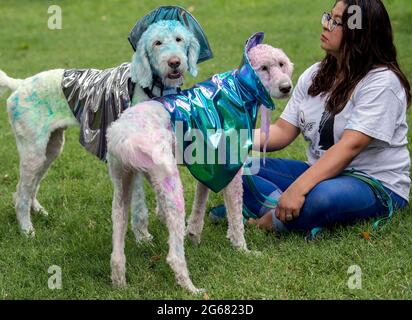 Roswell, New Mexico, Stati Uniti. 03 luglio 2021. Gli esseri umani vestono i loro animali domestici per competere nel concorso di costumi per animali domestici AlienFest durante il festival UFO di Roswell 2021. Sito di un presunto incidente di astronave aliena il 7 luglio 1947, la città di Roswell ha abbracciato le controversie che circondano quel [non]evento e messo su un festival che attrae i teorici della cospirazione, i loro minion e turisti curiosi. Credit: Brian Cahn/ZUMA Wire/Alamy Live News Foto Stock