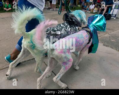 Roswell, New Mexico, Stati Uniti. 03 luglio 2021. Gli esseri umani vestono i loro animali domestici per competere nel concorso di costumi per animali domestici AlienFest durante il festival UFO di Roswell 2021. Sito di un presunto incidente di astronave aliena il 7 luglio 1947, la città di Roswell ha abbracciato le controversie che circondano quel [non]evento e messo su un festival che attrae i teorici della cospirazione, i loro minion e turisti curiosi. Credit: Brian Cahn/ZUMA Wire/Alamy Live News Foto Stock