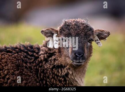 Soay feral pecore su Hirta, St Kilda, Scozia Foto Stock