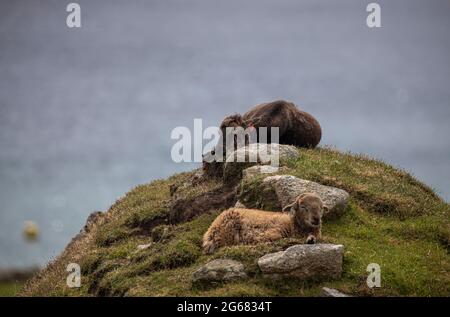 Soay feral pecore su Hirta, St Kilda, Scozia Foto Stock