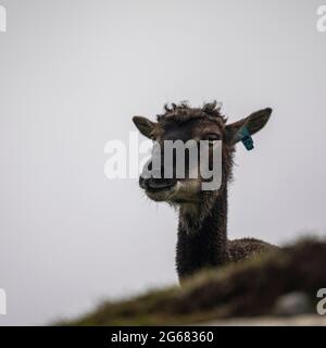 Soay feral pecore su Hirta, St Kilda, Scozia Foto Stock