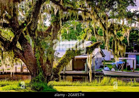 Il muschio spagnolo è appeso a un albero di quercia vivo e la felce di resurrezione copre i rami, 1 luglio 2021, a Coden, Alabama. Foto Stock