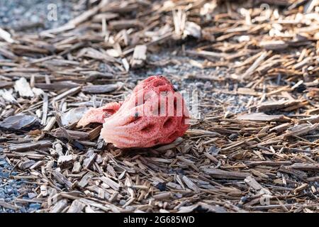 Fungo rosso chiamato canestro stinkhorn Cletrus ruber cresce dopo una forte pioggia a Napoli, in Florida Foto Stock