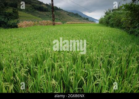 Fantastici campi di riso uno stile di agricoltura nella provincia di Yunnan Cina meridionale Foto Stock