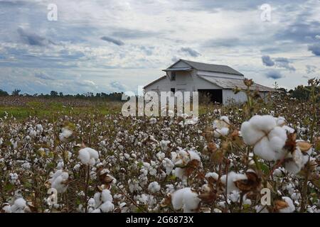 Fuoco selettivo su un fienile bianco in un campo di cotone Foto Stock