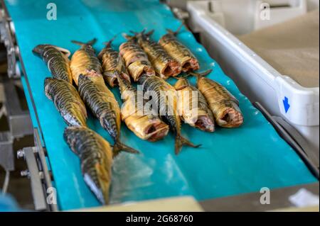 Pezzi di sgombro affumicato giacciono su un nastro trasportatore. Fabbrica di cibo di pesce. Foto Stock