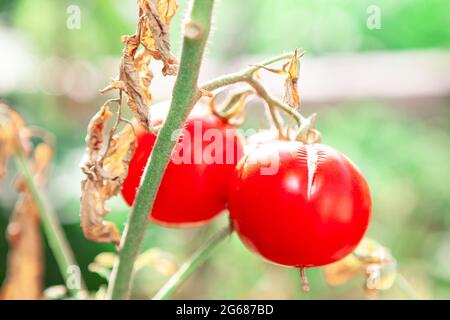 Pomodori rossi freschi che crescono in giardino Foto Stock