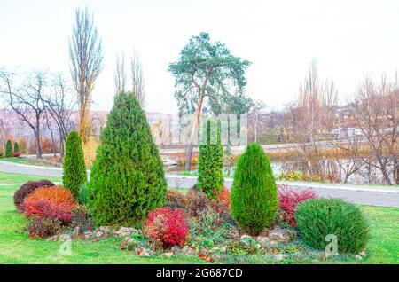 Cespugli in giardino ornamentale nel parco autunnale . Arbusti legnosi in colori autunnali Foto Stock