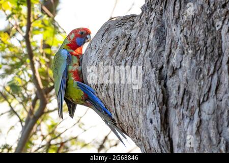 Un Crimson Giovanile rosella indaga una cavità di Eucalypt Foto Stock