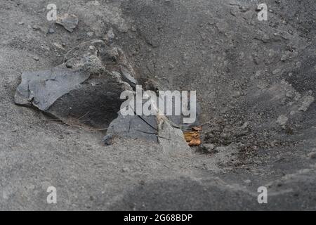 Eruzione dello stretto di Anakkraktau Sunda Indonesia Foto Stock