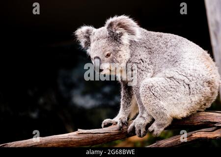 Un koala carino seduto nell'albero Foto Stock