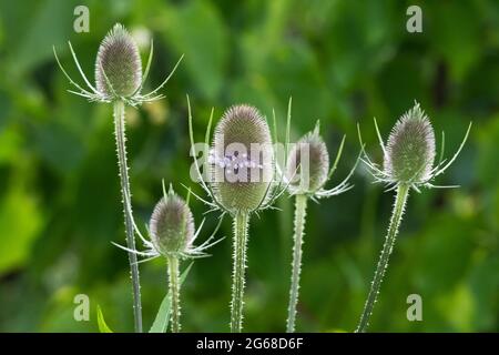 Teasels (Dipsacus Fullonum), appena iniziando a fiorire, Teasel di Fuller Foto Stock