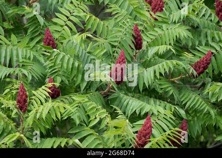 Sommacco maggiore (Rhus typhina) Foto Stock