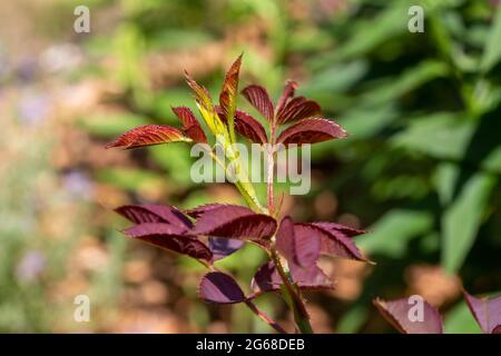 Primo piano texture astratta vista della lussureggiante crescita di nuove foglie rosse su un ibrido tè rosa cespuglio in un giardino soleggiato, con sfondo sfocato Foto Stock