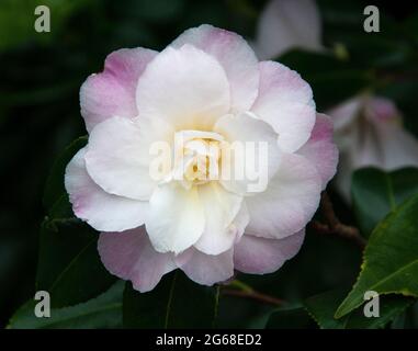 Camellia japonica fioritura in un giardino di Melbourne, autunno/inverno 2021 Foto Stock